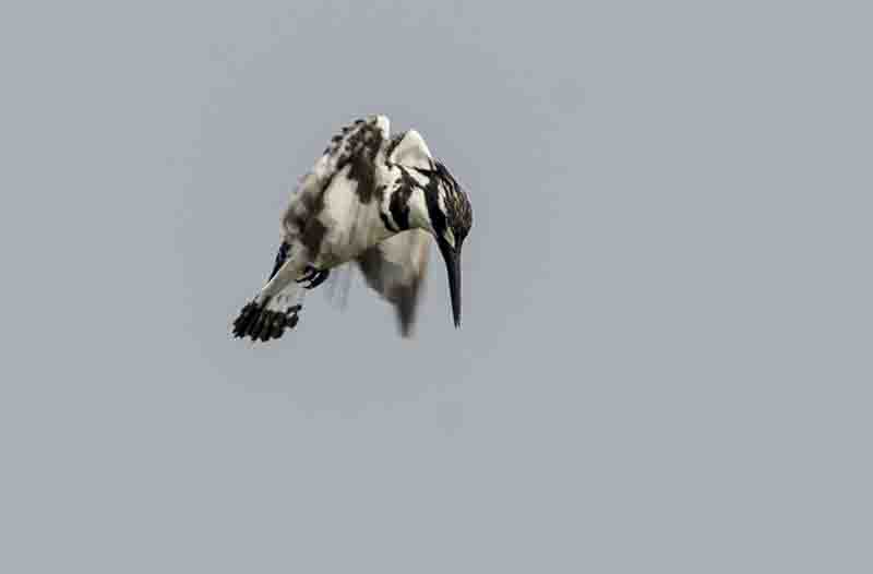 Martin Pescador o Pied Kingfisher - parque nacional de Queen Elizabeth - Uganda 6.jpg